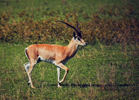 A male impala in Ngorongoro crater, Tanzania. It is a medium-sized African antelope