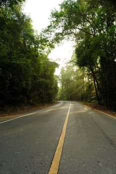 Road in rainforest, Thailand.