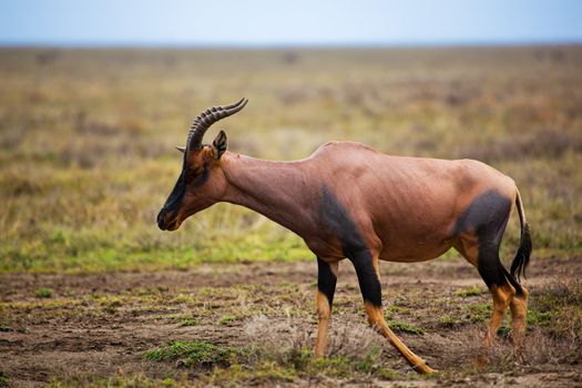 Topi, a grassland antelope on savanna in Africa. Safari in Serengeti, Tanzania