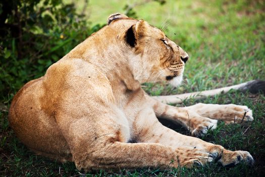 Female lion lying on savanna in Serengeti in Tanzania, Africa