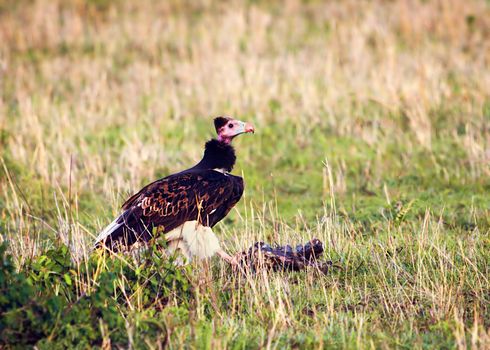 White-headed Vulture and its prey. Safari in Serengeti, Tanzania, Africa.