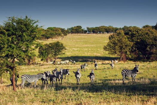 Zebras herd on savanna, Africa. Safari in Serengeti, Tanzania