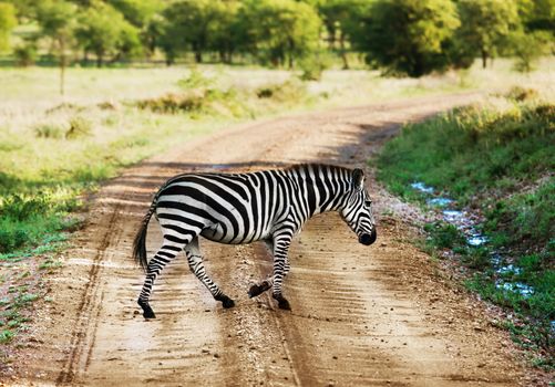 Zebra on savanna crossing the road, Africa. Safari in Serengeti, Tanzania