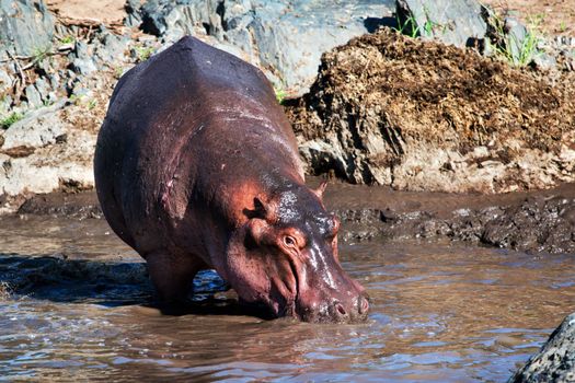 Hippo, hippopotamus walking to the river. Safari in Serengeti, Tanzania, Africa