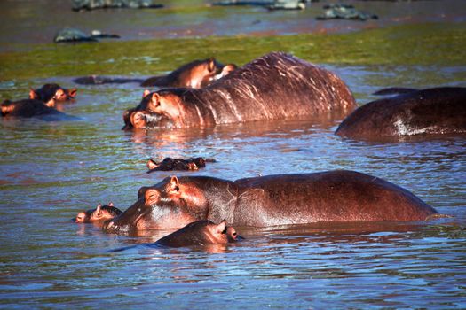 Hippo, hippopotamus in river. Safari in Serengeti, Tanzania, Africa