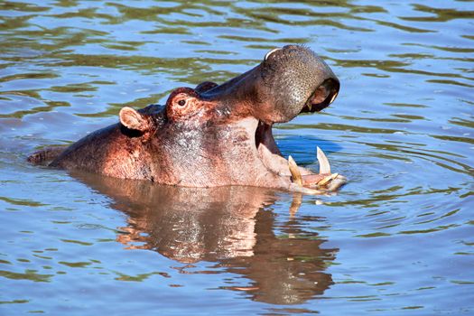 Hippo, hippopotamus with mouth open in river. Safari in Serengeti, Tanzania, Africa