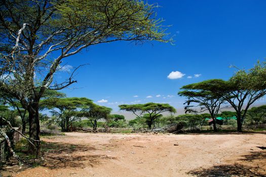 Savanna landscape, acacia trees in Africa, Serengeti, Tanzania. 