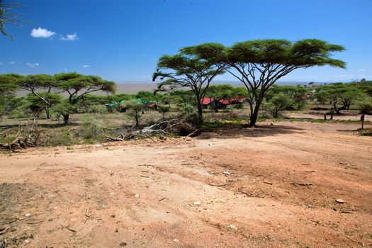 Savanna landscape, acacia trees in Africa, Serengeti, Tanzania. 