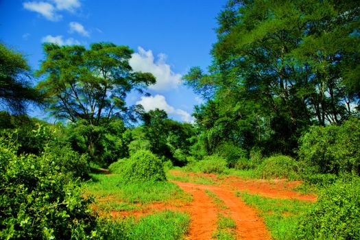 Red ground road and bush with savanna landscape in Africa. Tsavo West, Kenya.