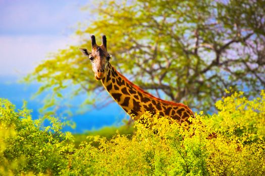 Giraffe 's head standing out from the bush. Safari in Tsavo West, Kenya, Africa
