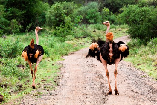 Two ostrich on road in bush in Africa. Safari in Tsavo West, Kenya