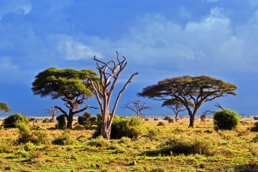 Savanna landscape and its flora in Africa, Amboseli, Kenya 