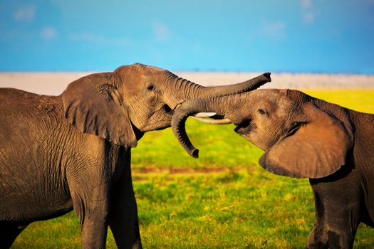 Elephants playing with their trunks on African savanna. Safari in Amboseli, Kenya, Africa