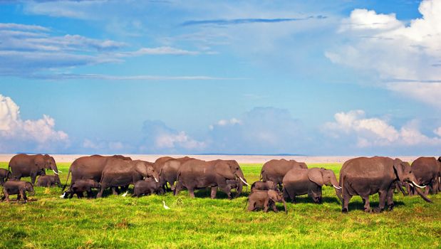Elephants herd on African savanna. Safari in Amboseli, Kenya, Africa