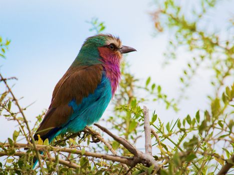 Lilac Breasted Roller bird. Safari in Amboseli, Kenya, Africa