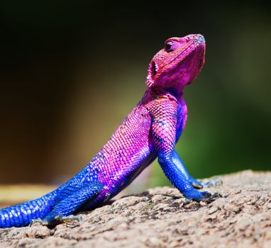 The Mwanza Flat-headed Agama on rock. Serengeti, Tanzania in Africa