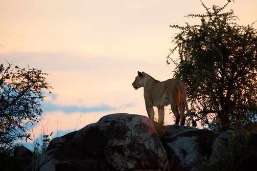 Female lion on rocks at sunset on savanna in Serengeti in Tanzania, Africa