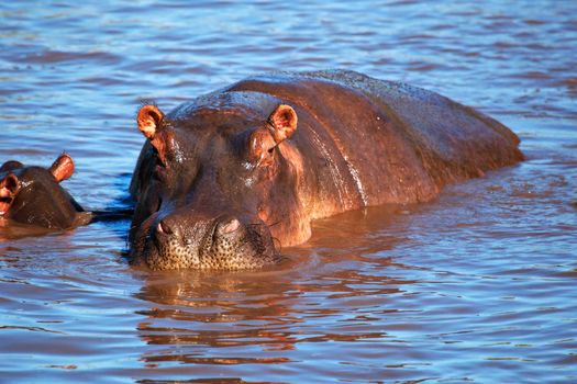 Hippo, hippopotamus in river. Safari in Serengeti, Tanzania, Africa