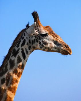 Giraffe portrait close-up, looking at the camera. Safari in Serengeti, Tanzania, Africa