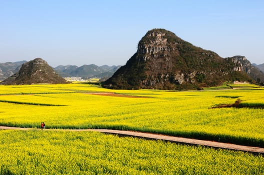 Landscape of blooming rapeseed fields