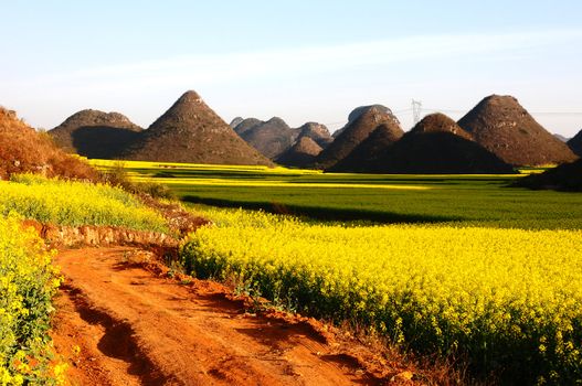 Landscape of blooming rapeseed fields