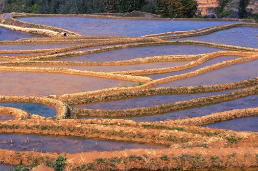 Famous Terraced rice Fields in Yunnan China