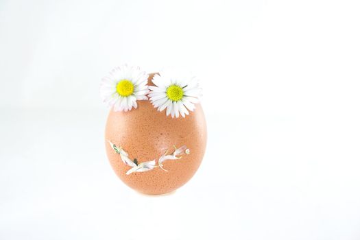 Easter egg with daisy