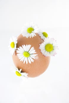 Easter egg decorated with daisy