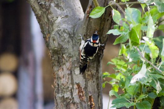 woodpecker