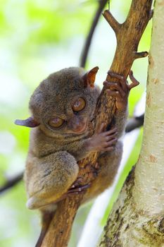 Tarsier sitting in a tree in Bohol, Philippines