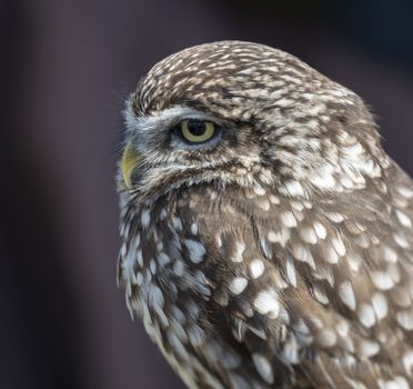 small screech owl on bird show