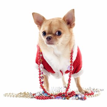 portrait of a dressed chihuahua with jewelry in Christmas in front of white background