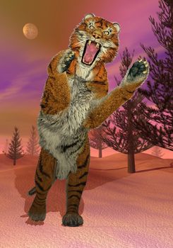 Big tiger attacking in fir trees woods by winter night