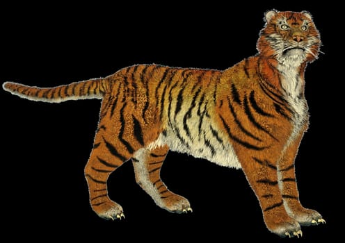 Big beautiful tiger standing in black background