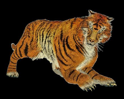 Big beautiful tiger hunting in black background