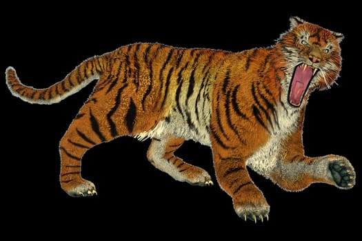 Big beautiful tiger raging in black background
