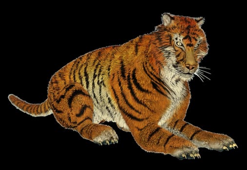 Big beautiful tiger sitting quietly in black background