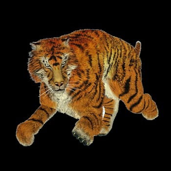 Big beautiful tiger running in black background