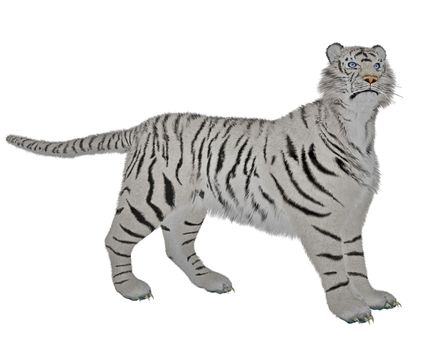 White tiger standing in alert pose in white background
