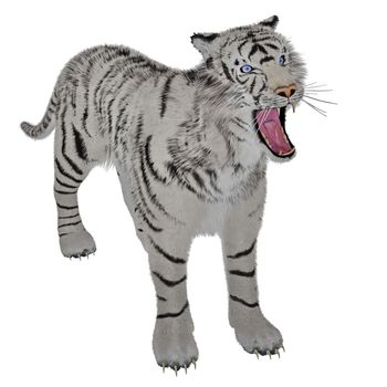 White tiger bullying in white background