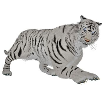 White tiger hunting in white background