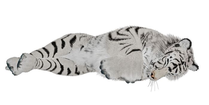 White tiger sleeping in white background