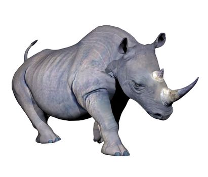 Grey rhinoceros charging in white background