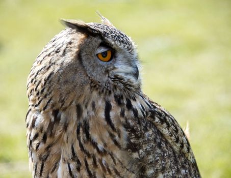 oeho owl on bird show