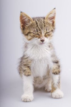 Little and cute cat with closed eyes