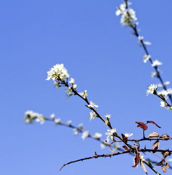 White cherry flowers in a branch from a tree