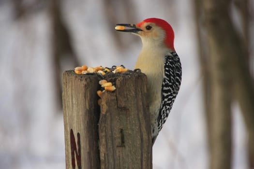 Red-bellied Woodpecker (Melanerpes carolinus) male