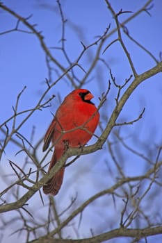 Northern Cardinal (Cardinalis cardinalis)