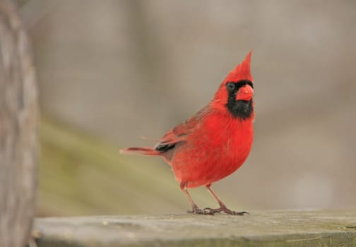 Northern Cardinal (Cardinalis cardinalis)