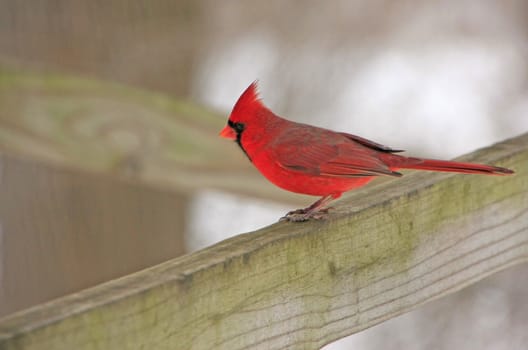 Northern Cardinal (Cardinalis cardinalis)